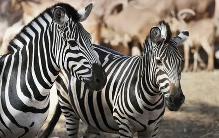 Bilhete Oasis Wildlife Fuerteventura