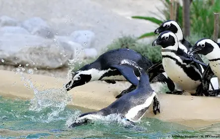 Entradas para el Bioparco de Roma