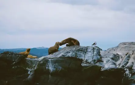 Navegación con leones marinos, aves y faro